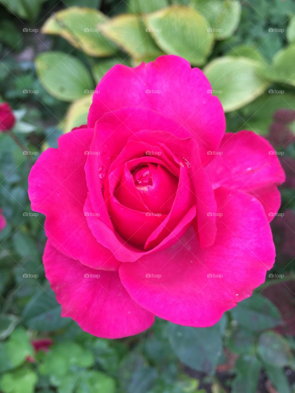 Pink rose