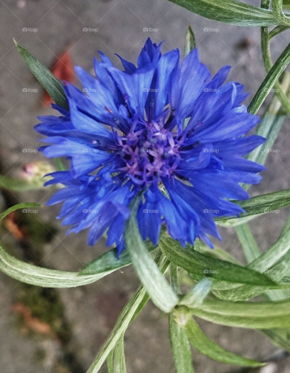 Blue flower 