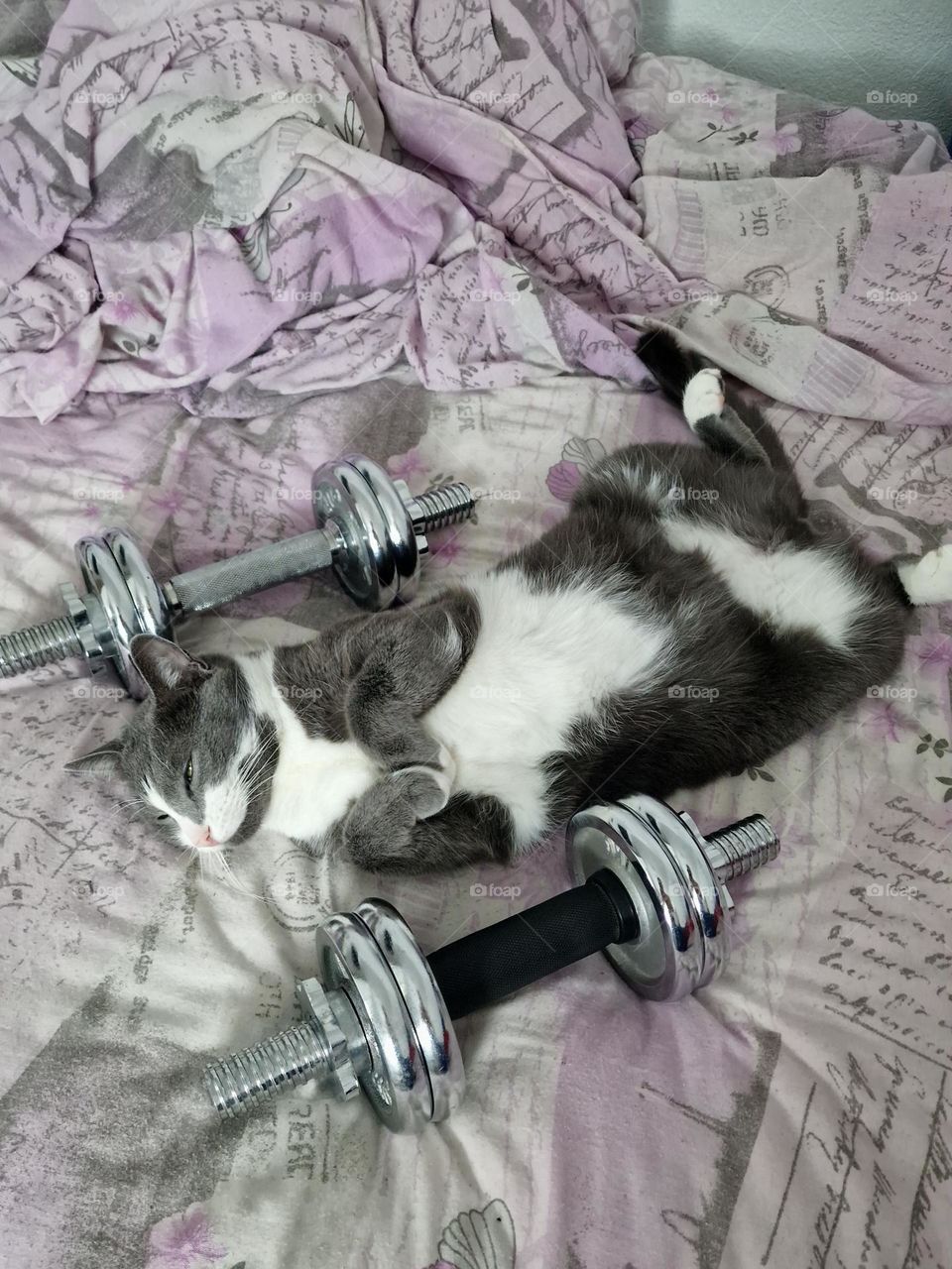 fit cat