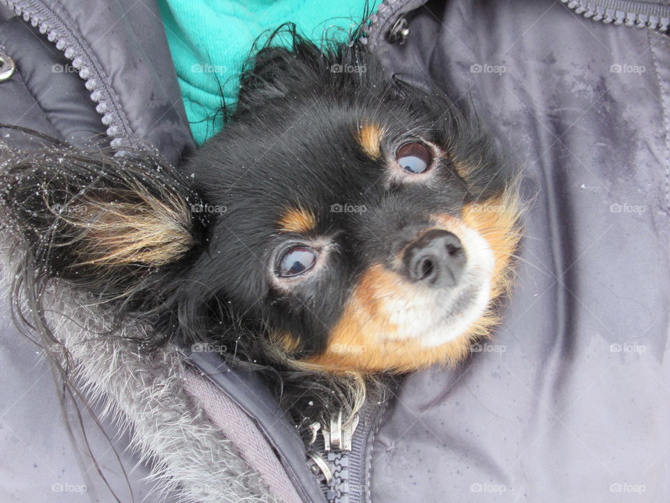 dog toy terrier for a walk, she is cold