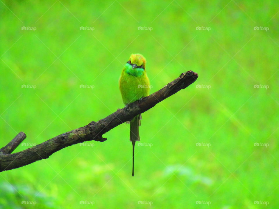 The green bee-eater (Merops orientalis) (sometimes little green bee-eater) is a near passerine bird in the bee-eater family.