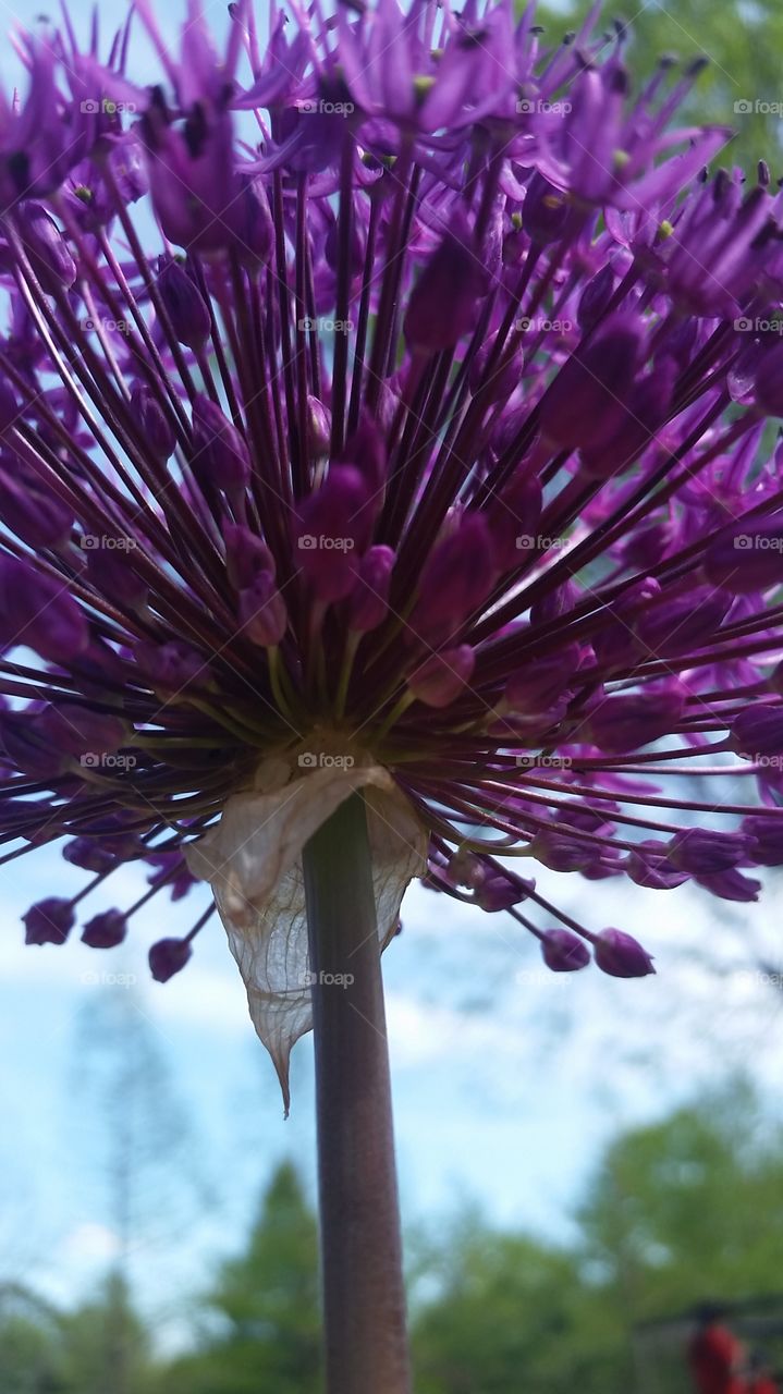 Allium from below