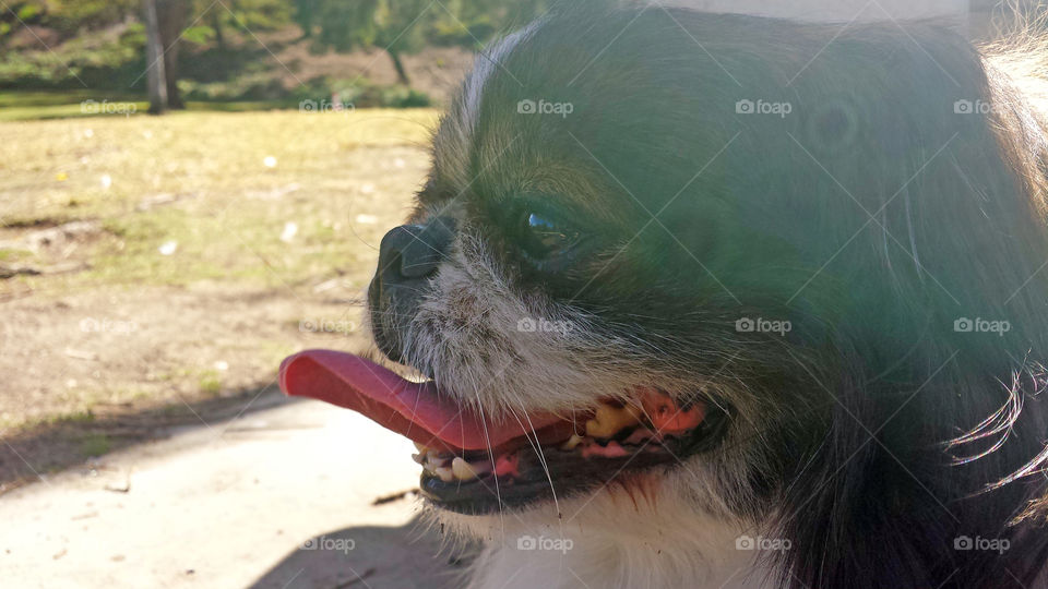 pekingese dog smiling