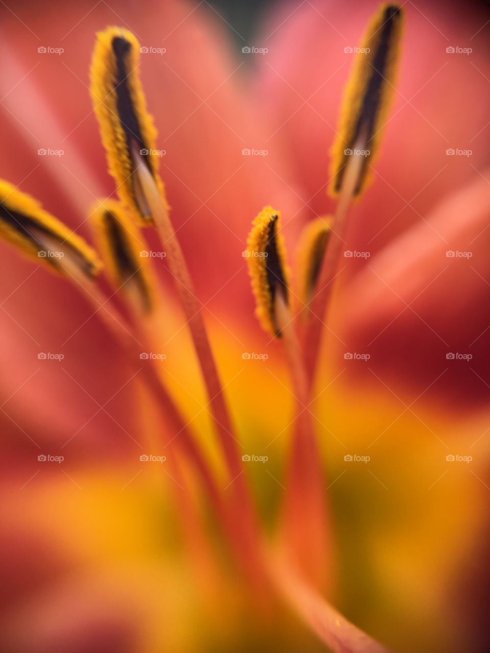 Close up of the pollen on a tiger lily