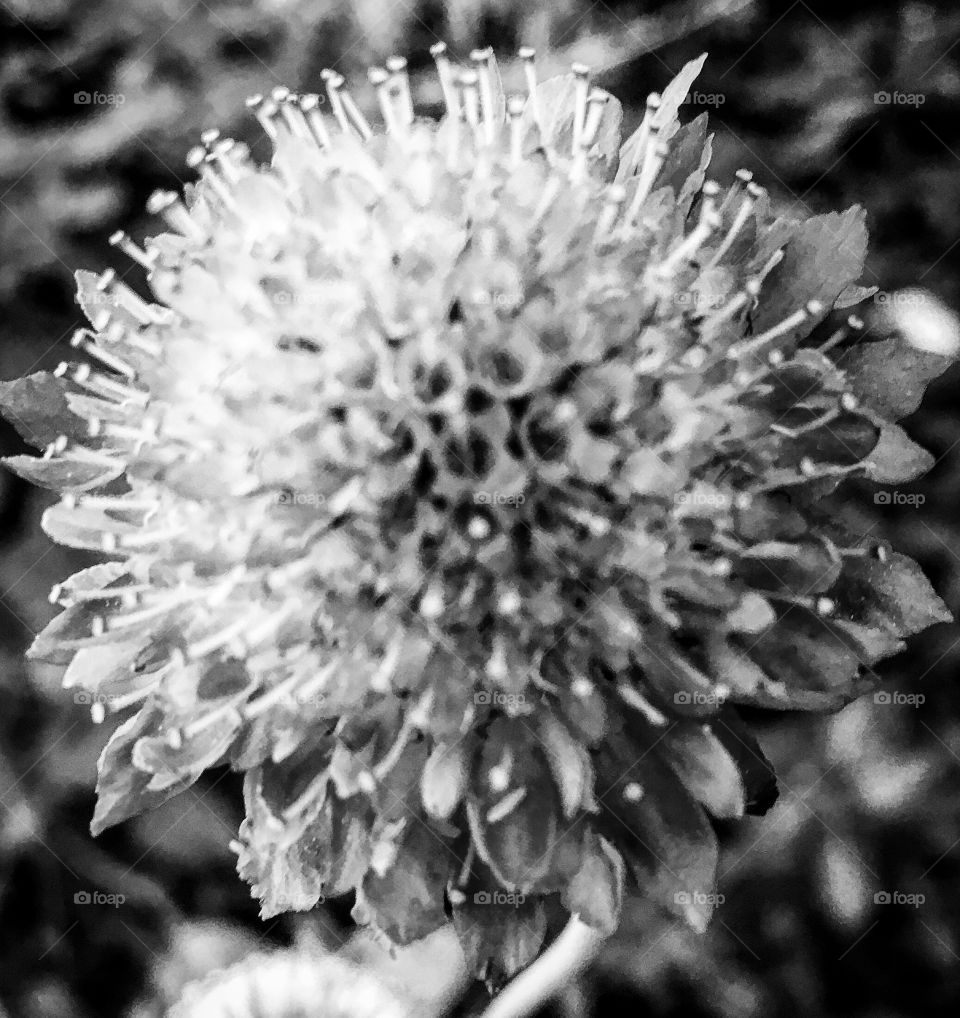 ‪Flores retratadas em P&B!‬
‪📸 ‬
‪#FOTOGRAFIAéNOSSOhobby‬
‪#natureza #mobgrafia #XôStress #flowers #blackandwhite #garden #pictures ‬