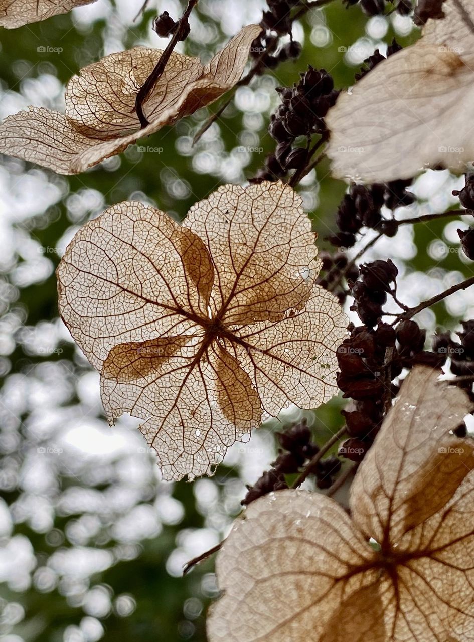 A dried bloom from a hydrangea flower