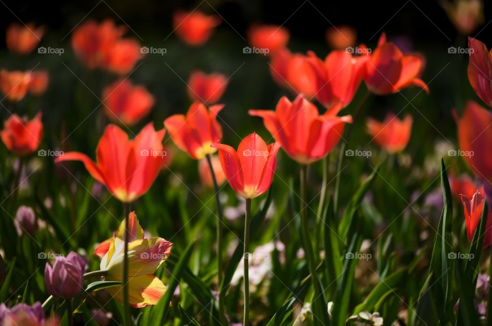 Tulips blooming
