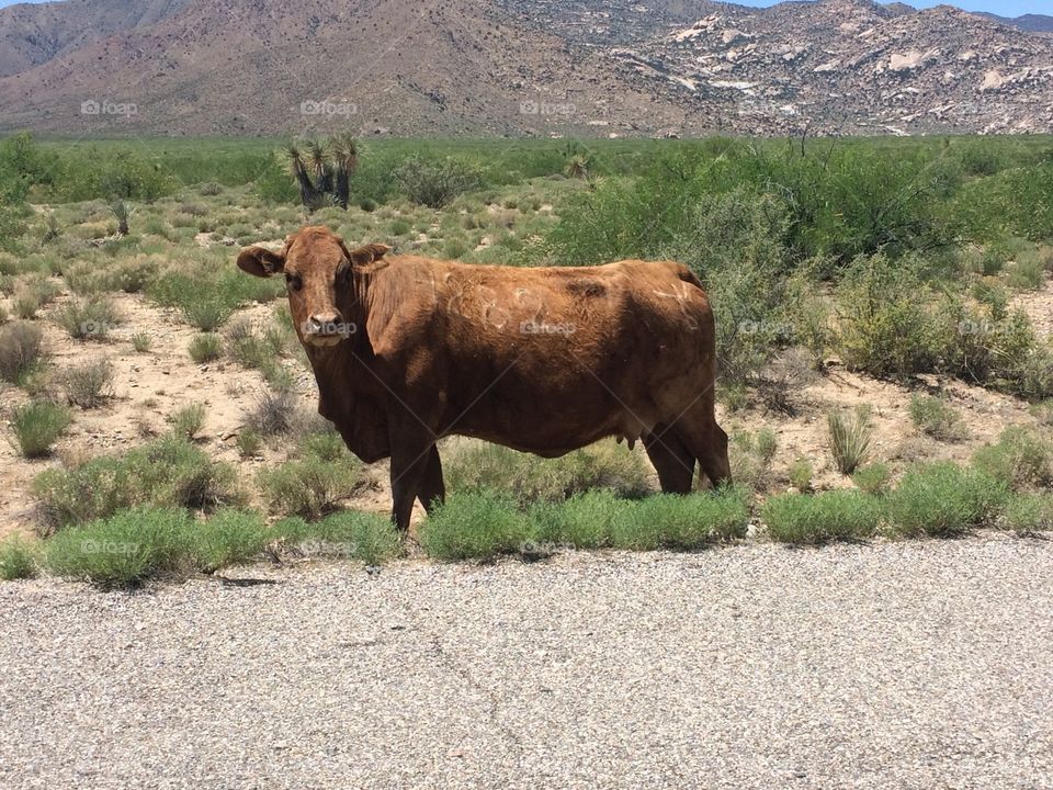 Stray cattle in Arizona 