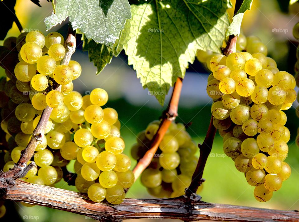 Grapes on the vine