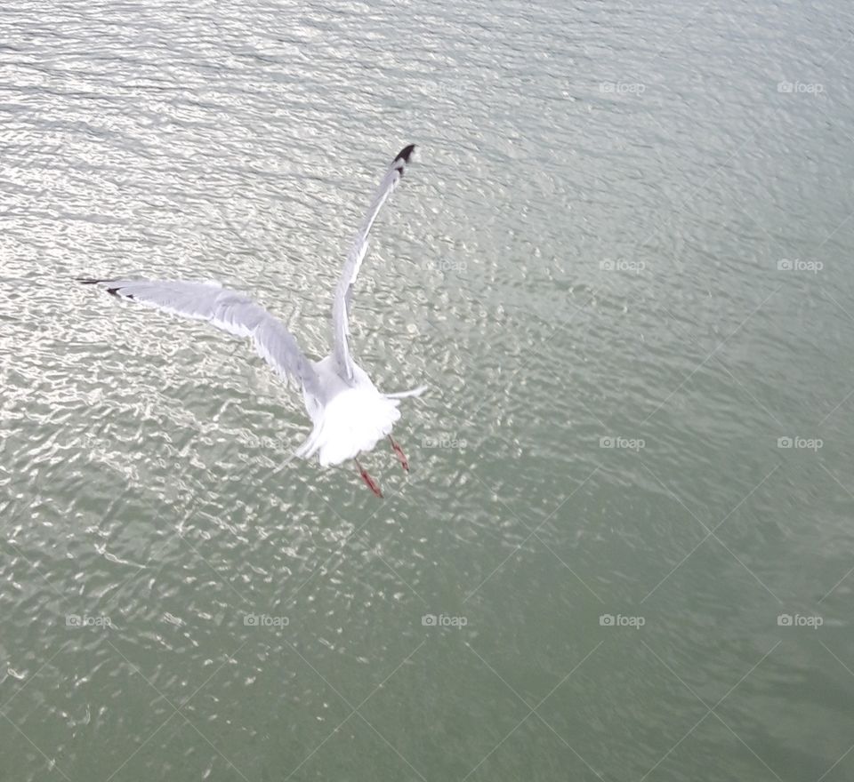 seagulls in Trouville