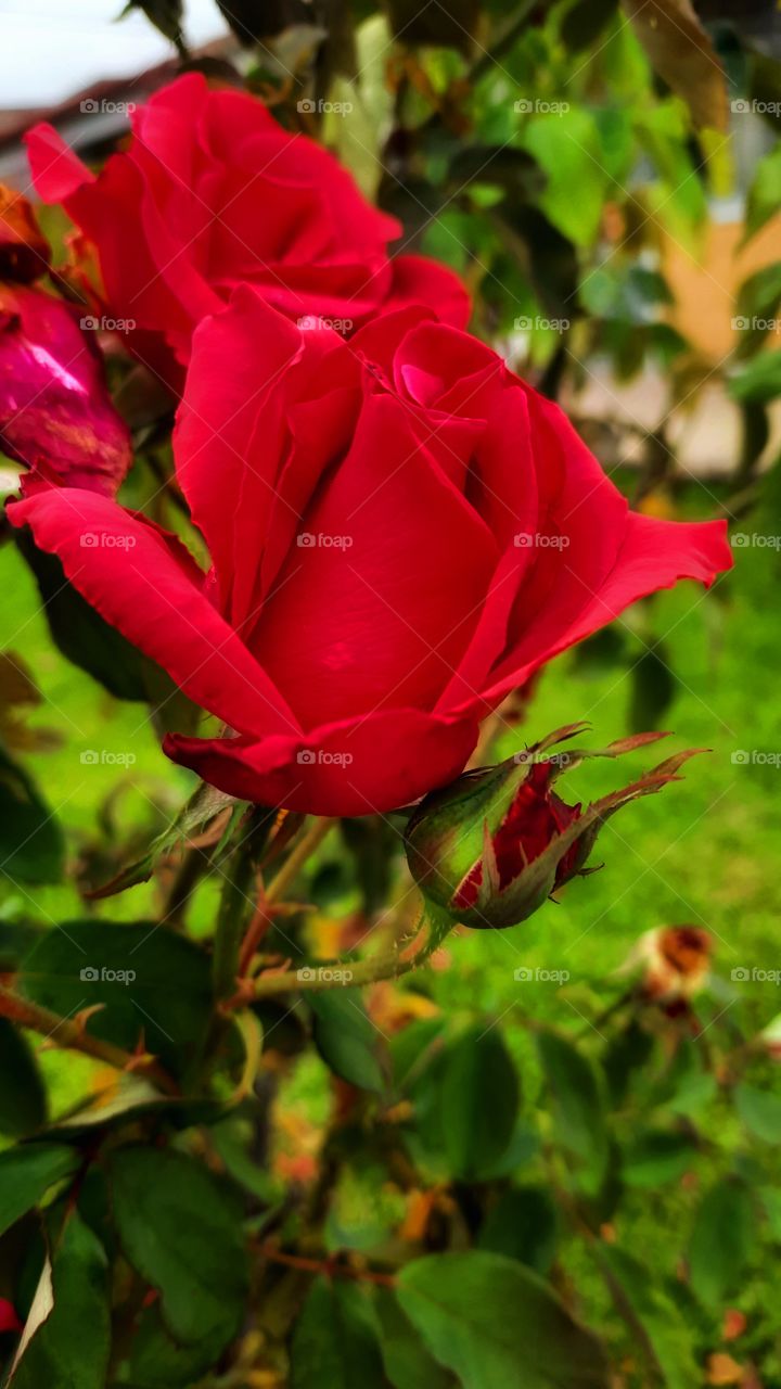 Red rose,red, rose,leaf,leaves,green,grass,garden,gardening,botany,blossom,blooming,colorful,landscape,nature,spring,summer