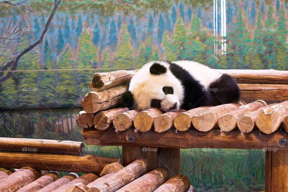 Baby Panda's Nap Time