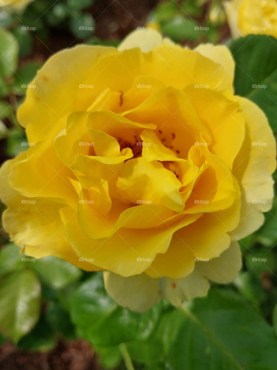 yellow rose