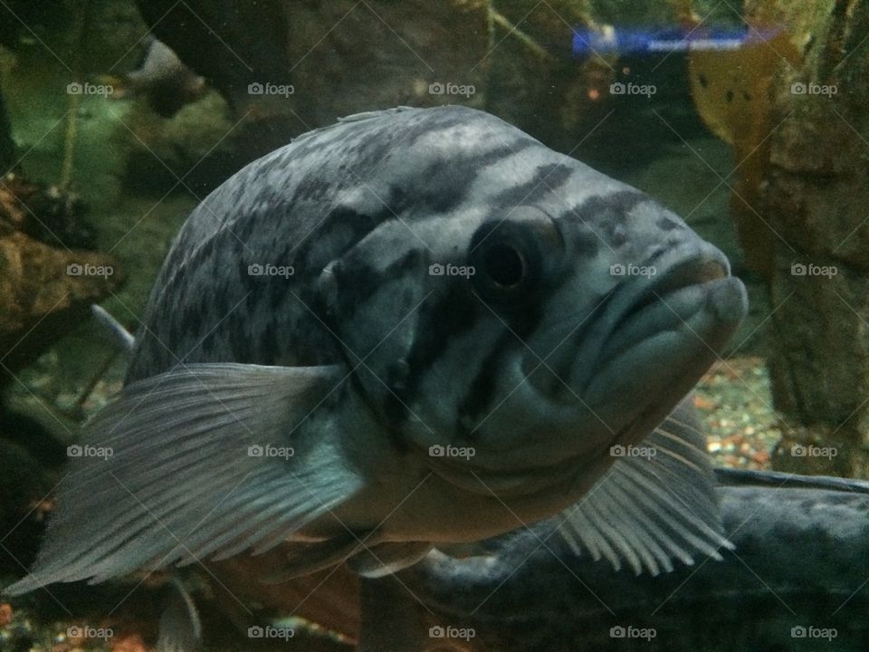 Chicago Aquarium 