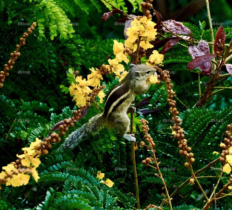 Animal photography - Squirrel - Eating yellow flowers 