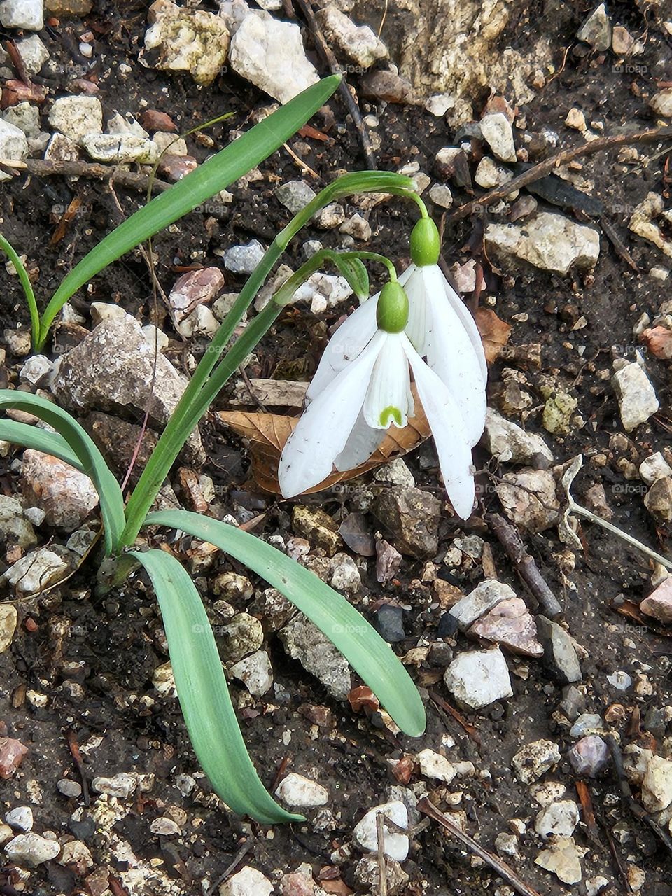 in search of the sun