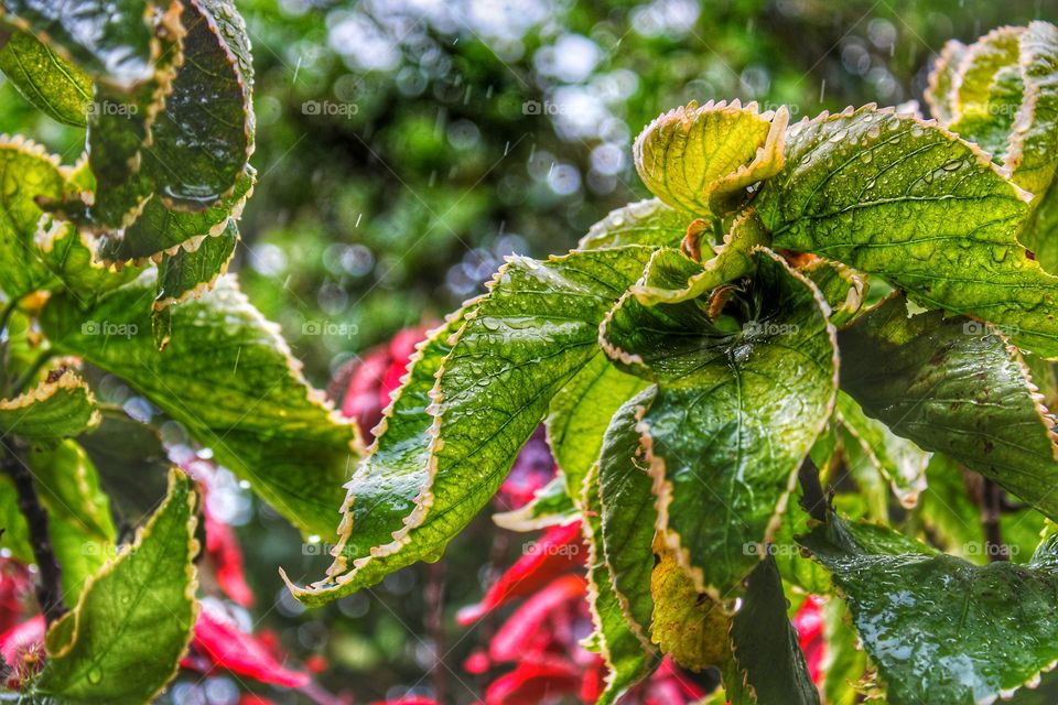 Close up of a copper leaf plant in the rain