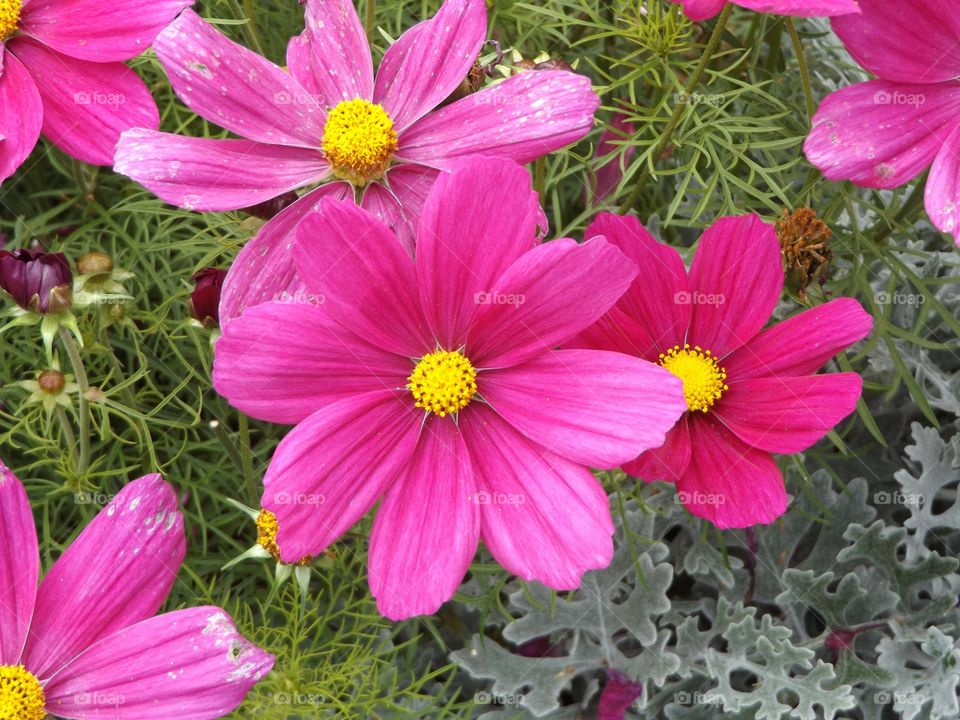 Close-up of pink flower