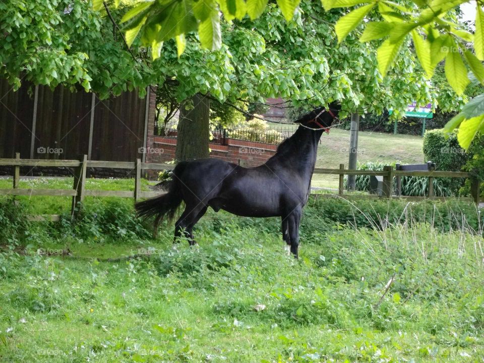 black horse