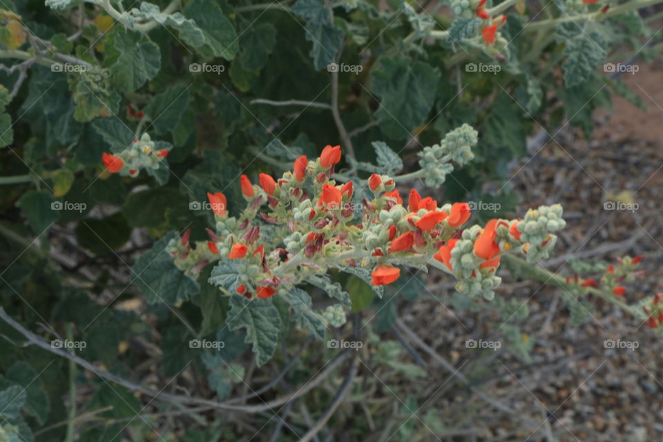 Flowering bush