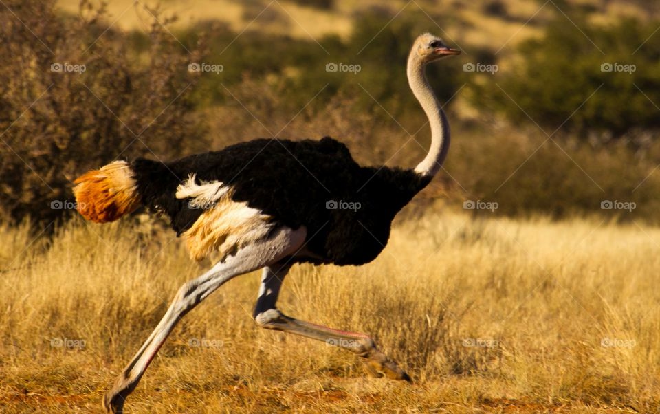 ostrich knows how to run