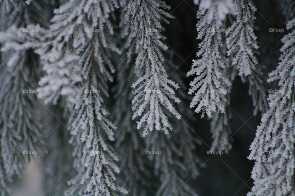 Snow Branches