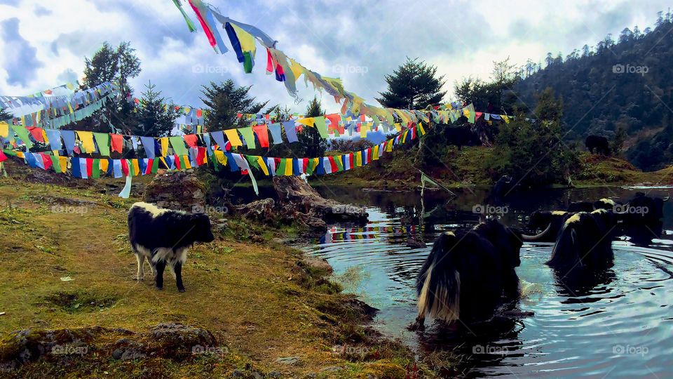 The baby Yak didn't like to step in that freezing water.
Tawang, India