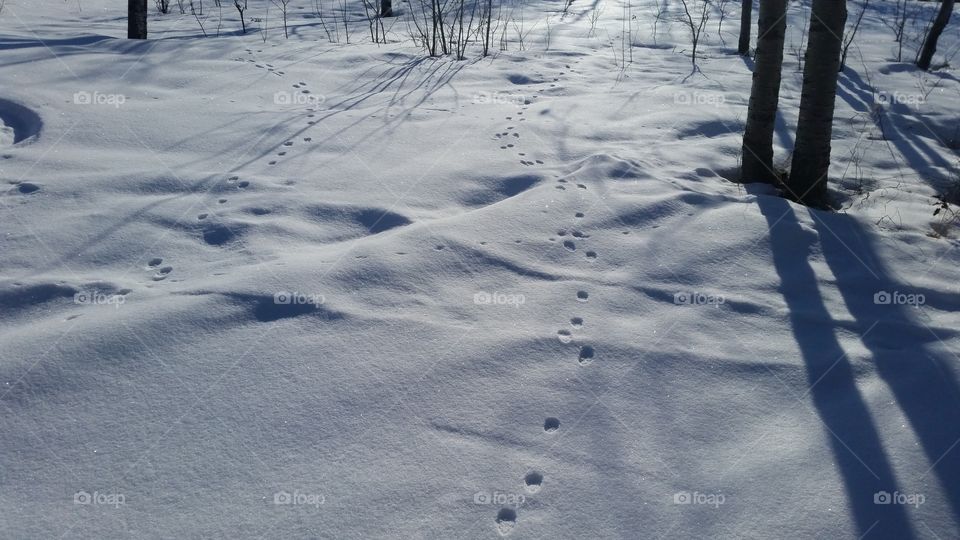 animal tracks to no where