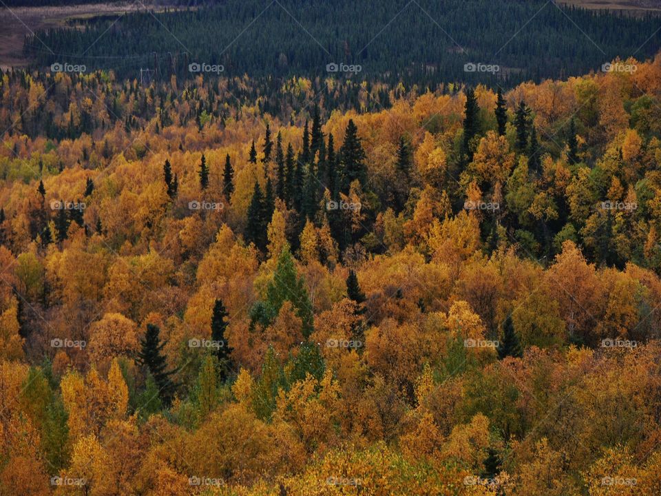 High angle view of autumn trees