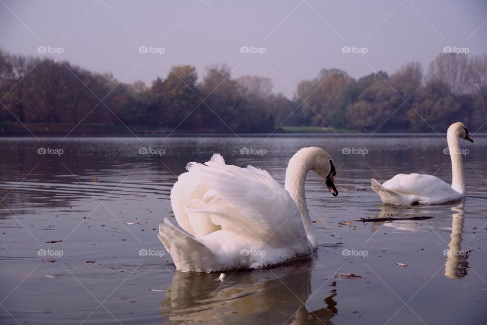 swans in line