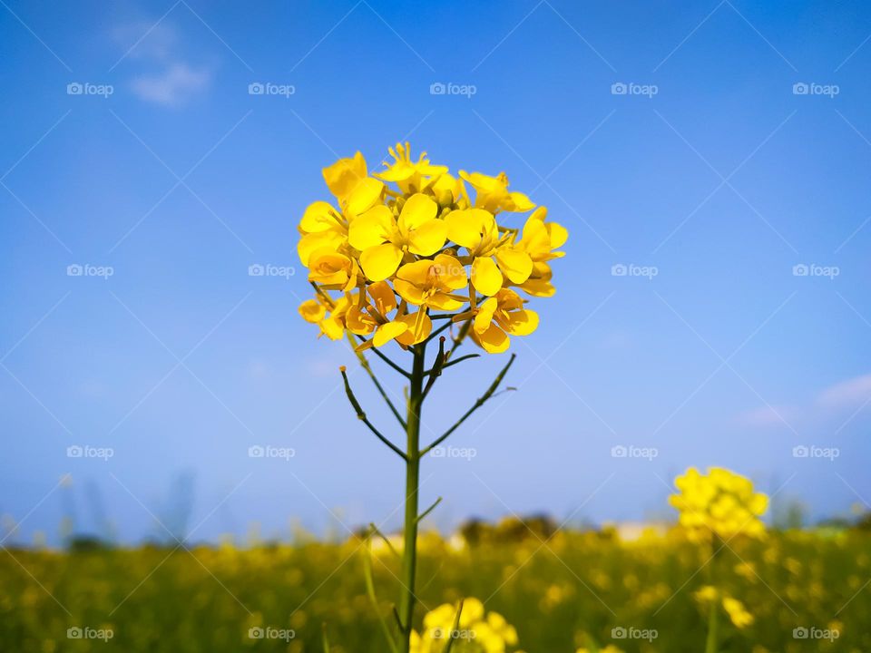 A beautiful mustard flower on blue sky background