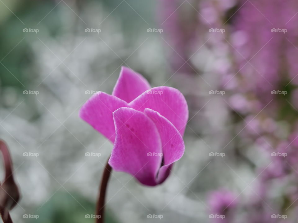 Cyclamen