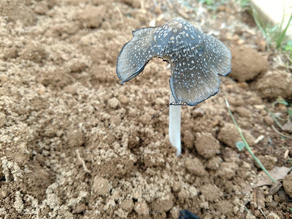 Nature, Soil, Little, Ground, Ball Shaped