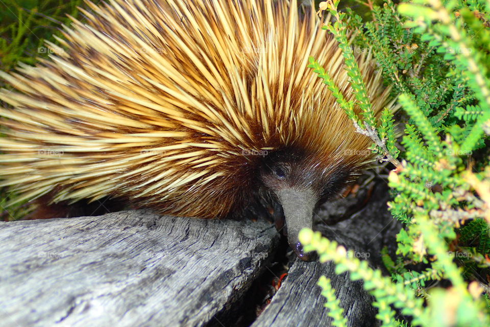 echidna