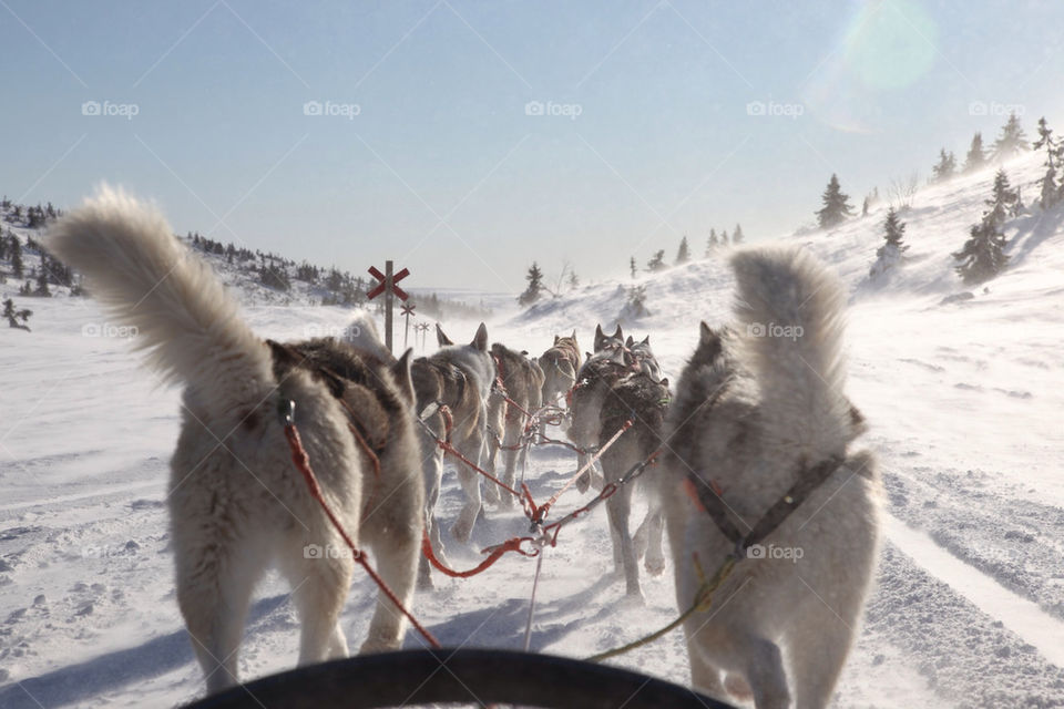 winter sweden dog dogsledge by kallek