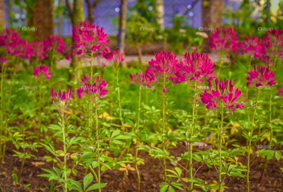 beautiful flower