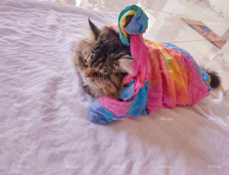 rainbow cat