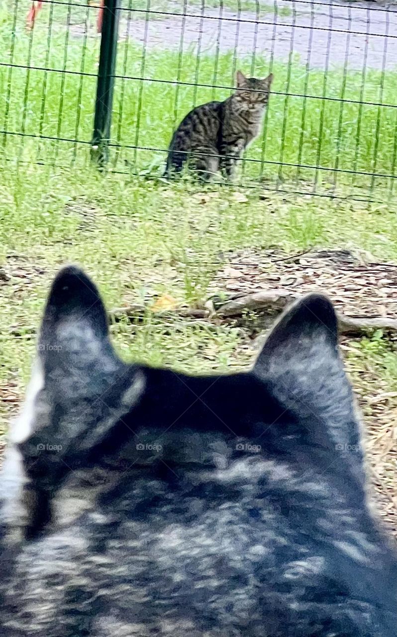 This unique photo captures the touching moment when a dog and a cat lock eyes. In the center of the composition is a dog, carefully looking at the cat sitting opposite.