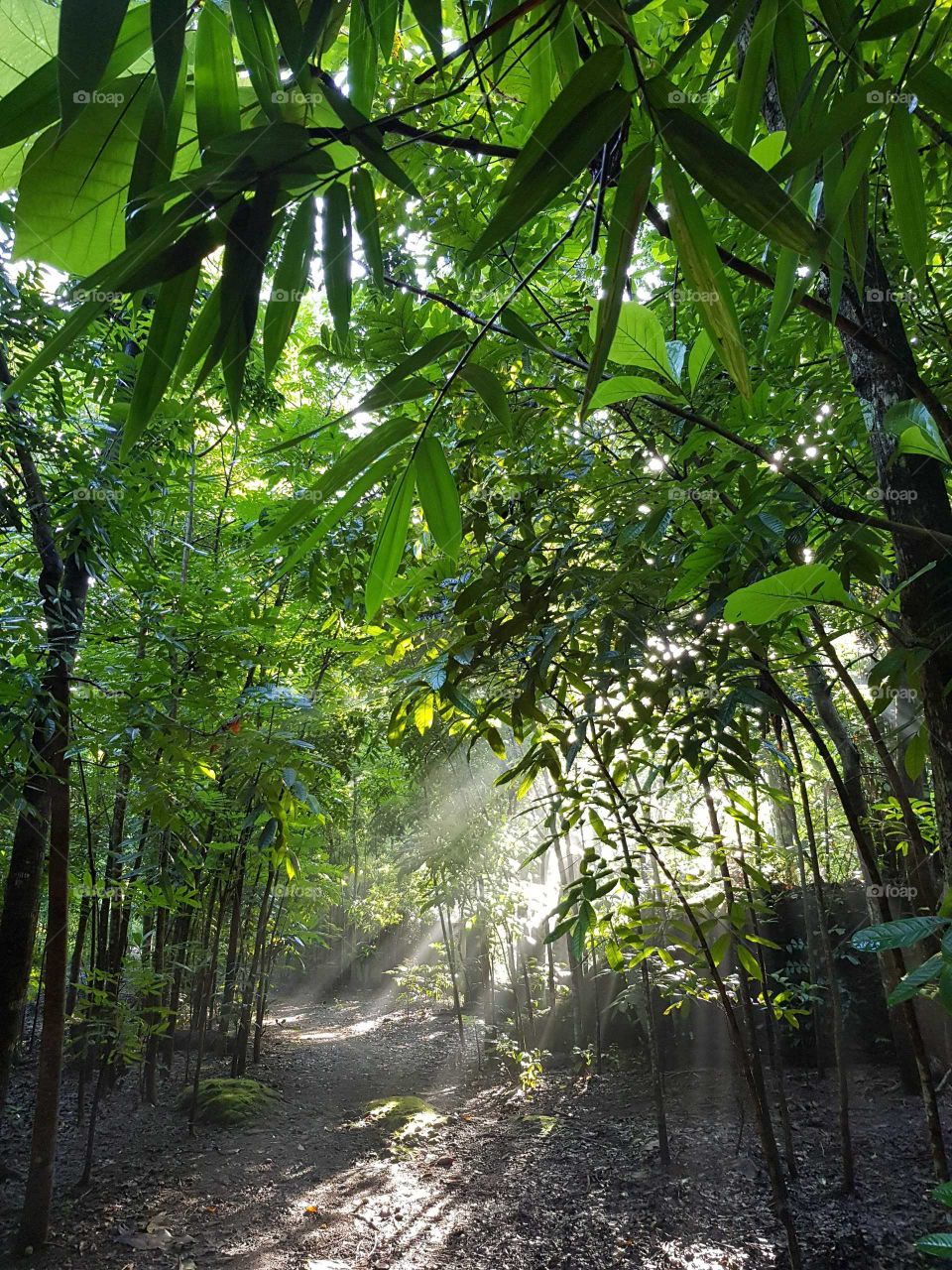 Bright stresks of morning sun rays in bamboo forest, near jakarta city. Refreshing!
