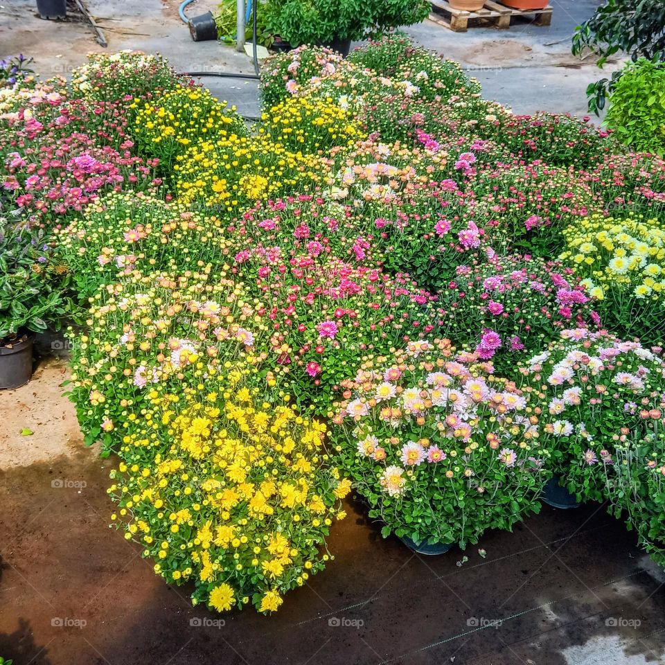 Plants of chrysanthemums  in fall