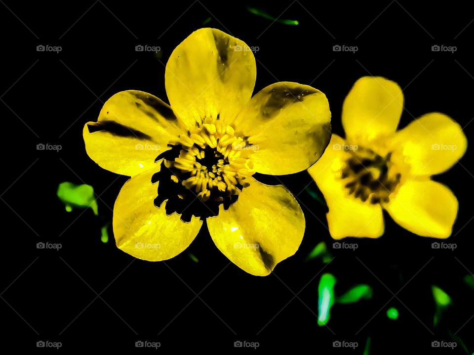 flowers on a sunny day