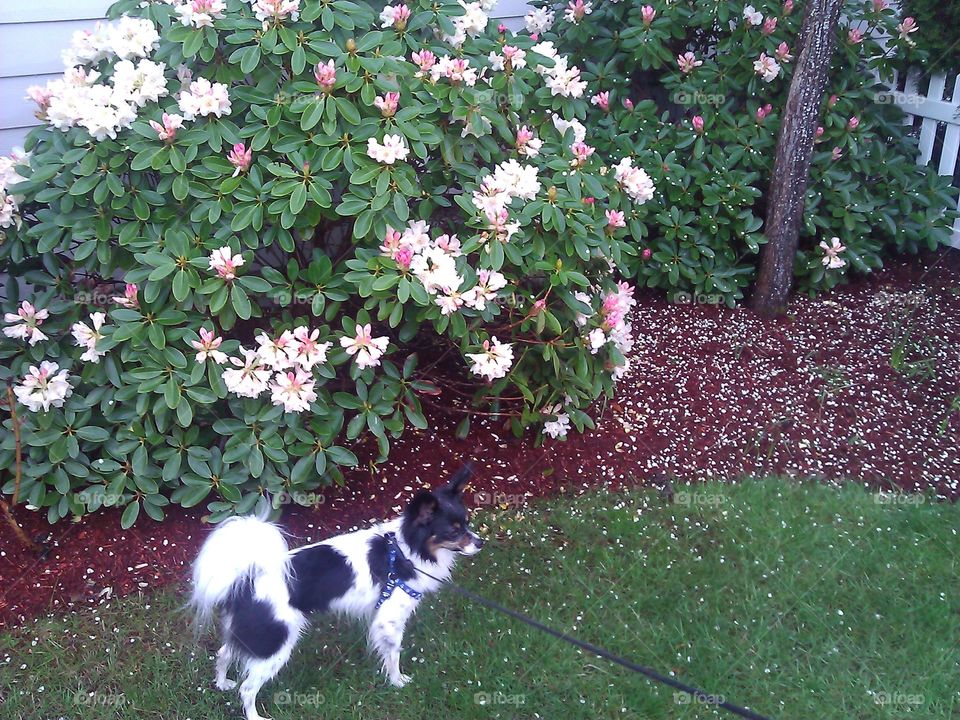 Dog in front of flowers.