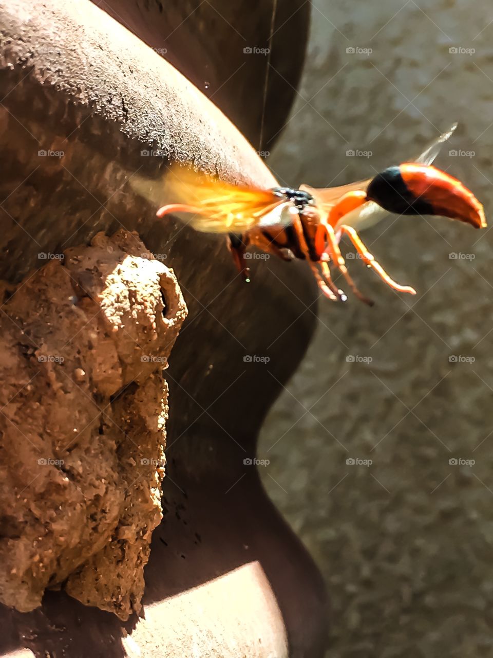 Giant mud dauber wasp hovering outside of its mud nest