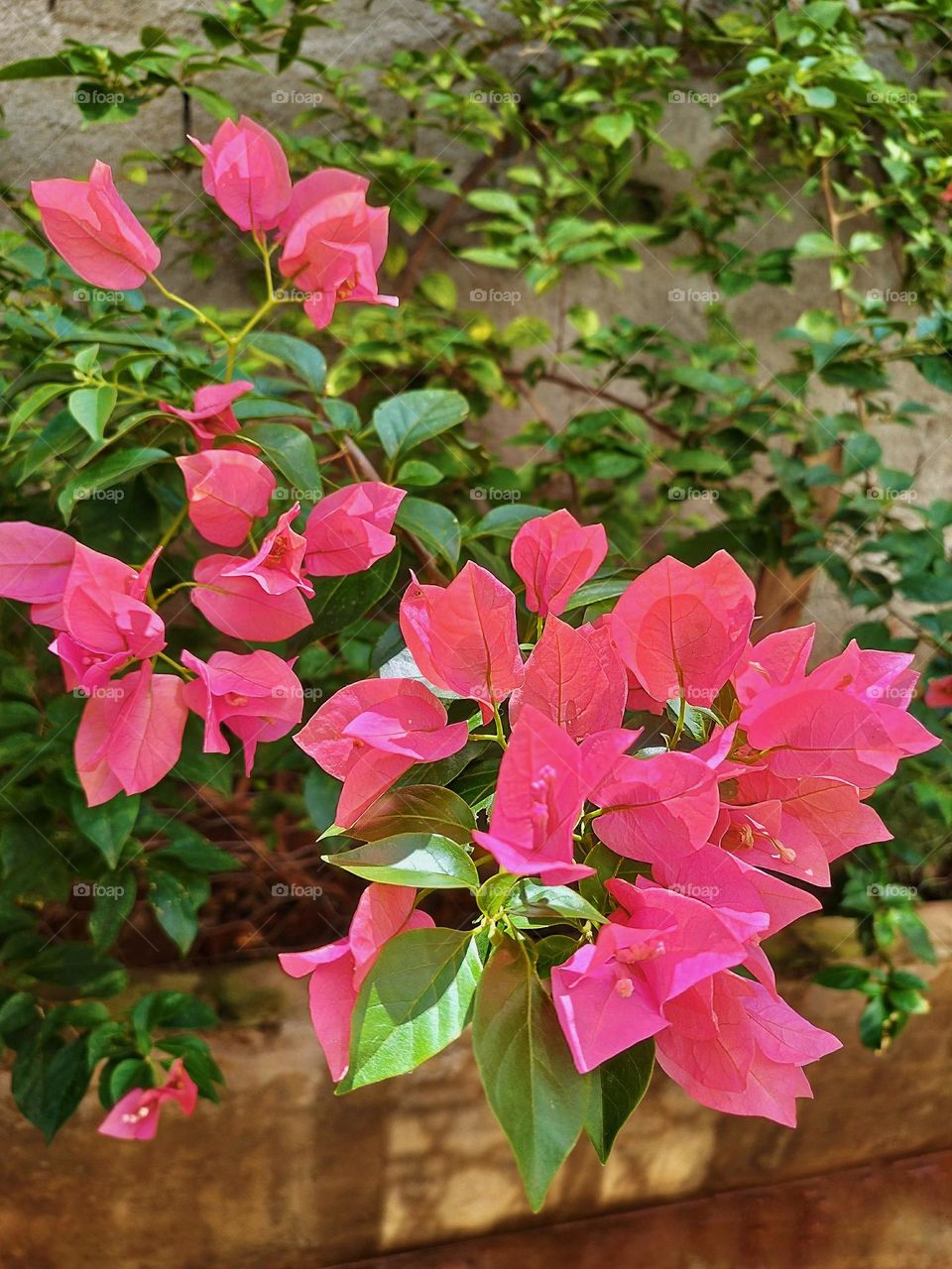 A branch of this wonderful plant called "spring", native from Brazil also known as bougainvillea, in the exuberance of its vibrant pink color, illuminated of the summer sun.