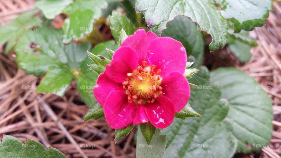 Strawberry Blossom. In the rain