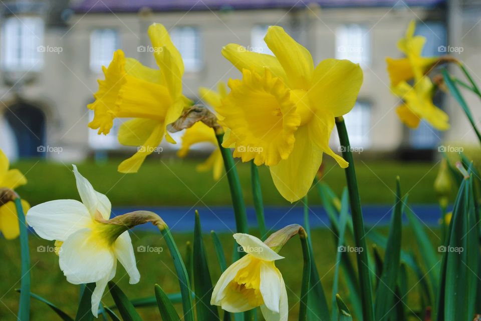 Daffodils outside a university in wales. 