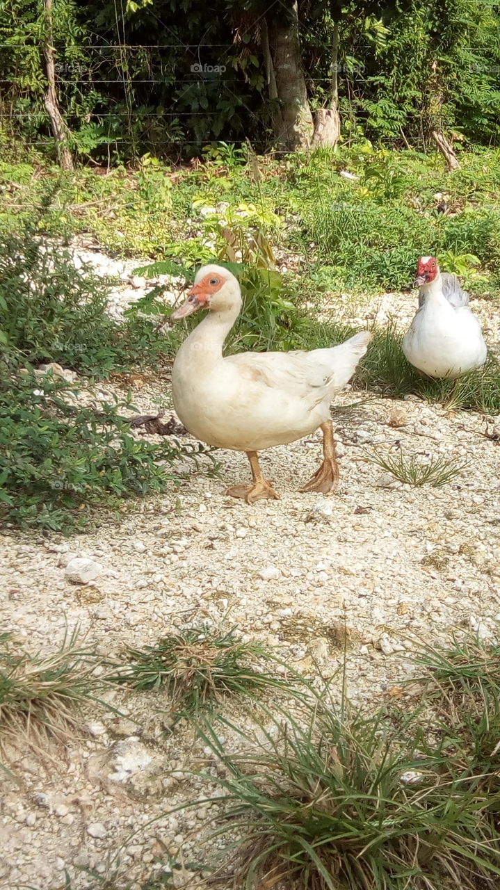 female duck leading early morning duck walk.