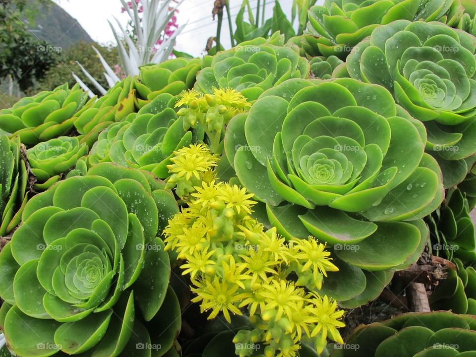 Succulents 