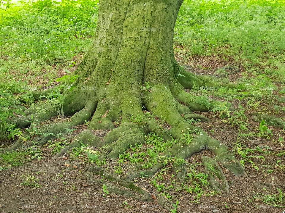 grounded roots