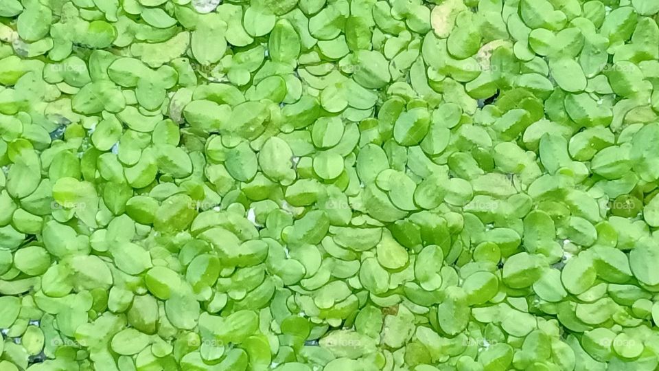 Leaf on water